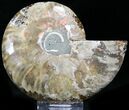 Crystal Lined Ammonite Fossil (Half) #22763-1